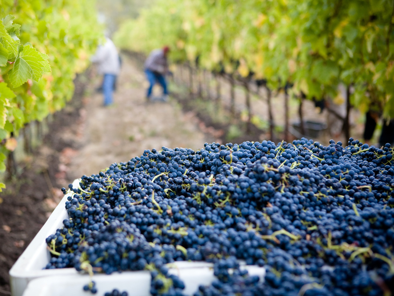 lasseter winery asg1qsdvb4g unsplash web h