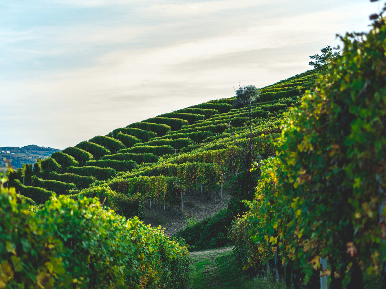 andrea cairone 53ark9ceu8a unsplash h